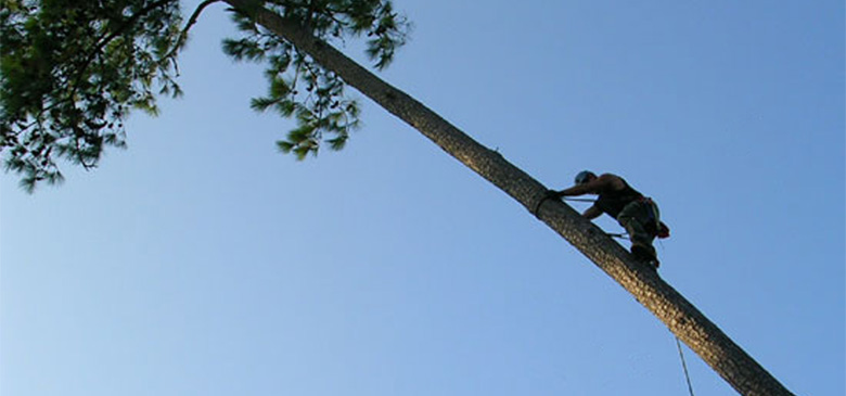 White Rock Tree Wizard
