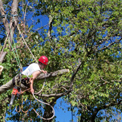 Tree Trimming