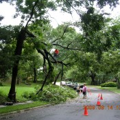 Tree Repair