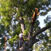 Tree Repair Tree Repair