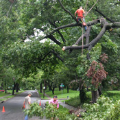 Emergency Tree Service, Dallas Emergency Tree Removal Service at Arbor Wizard Emergency Tree Services